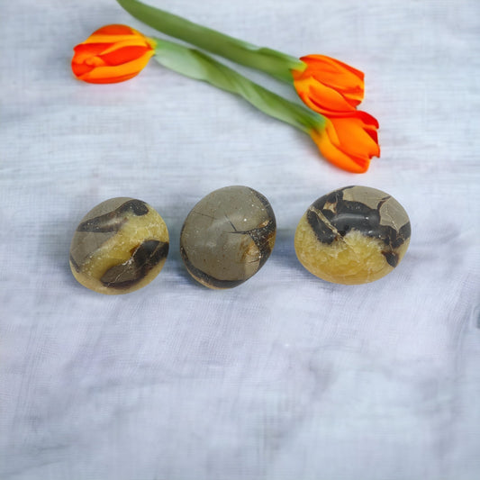 Septarian Palm Stone